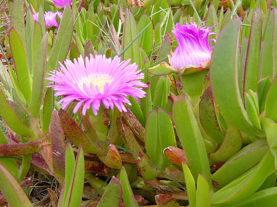 botanique